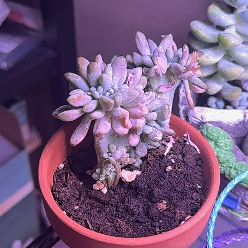 Photo of the plant species Crested Echeveria Elegans by @Blueberrypie named Sanders on Greg, the plant care app