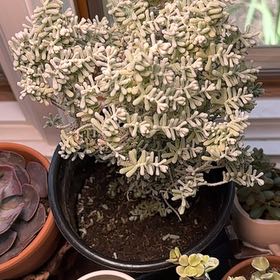 Photo of the plant species Opuntia 'Desert Snow Pine' by @Blueberrypie named Elina on Greg, the plant care app
