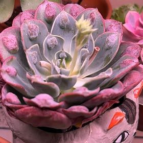 Photo of the plant species Echeveria Raindrop by @Blueberrypie named Madonna on Greg, the plant care app