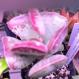 Photo of the plant species Calico Hearts by @Blueberrypie named Coco on Greg, the plant care app