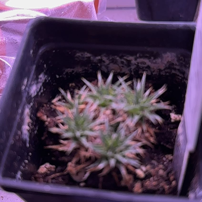 Photo of the plant species Deuterocohnia brevifolia by @Blueberrypie named Drake on Greg, the plant care app