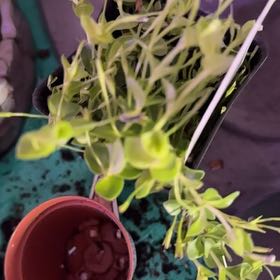 Plant care for Monkey Flower on Greg, the plant care app