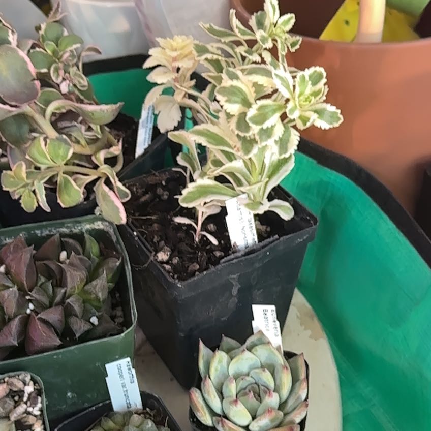 Photo of the plant species Sedum Atlantis Variegated by @Blueberrypie named Leonardo on Greg, the plant care app