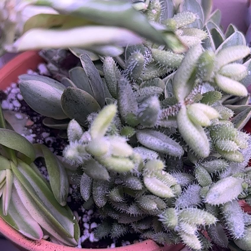 Photo of the plant species Variegated Pickle Plant by @Blueberrypie named Kardashian on Greg, the plant care app