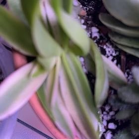Photo of the plant species Crassula capitella 'Campfire Variegated' by @Blueberrypie named Rihanna on Greg, the plant care app