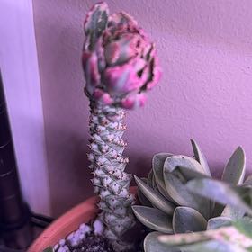 Photo of the plant species Monadenium Stapelioides variegated by @Blueberrypie named Apollo on Greg, the plant care app