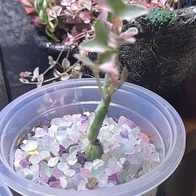 Photo of the plant species Candle Plant by @Blueberrypie named Planty on Greg, the plant care app