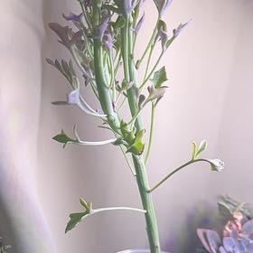 Photo of the plant species Candle Plant by @Blueberrypie named Cleopatra on Greg, the plant care app