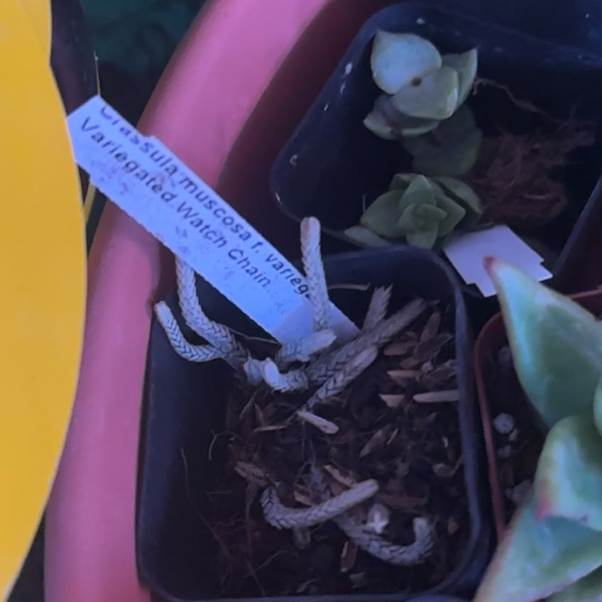 Photo of the plant species Variegated Watch Chain by @Blueberrypie named Fernie Saunders on Greg, the plant care app