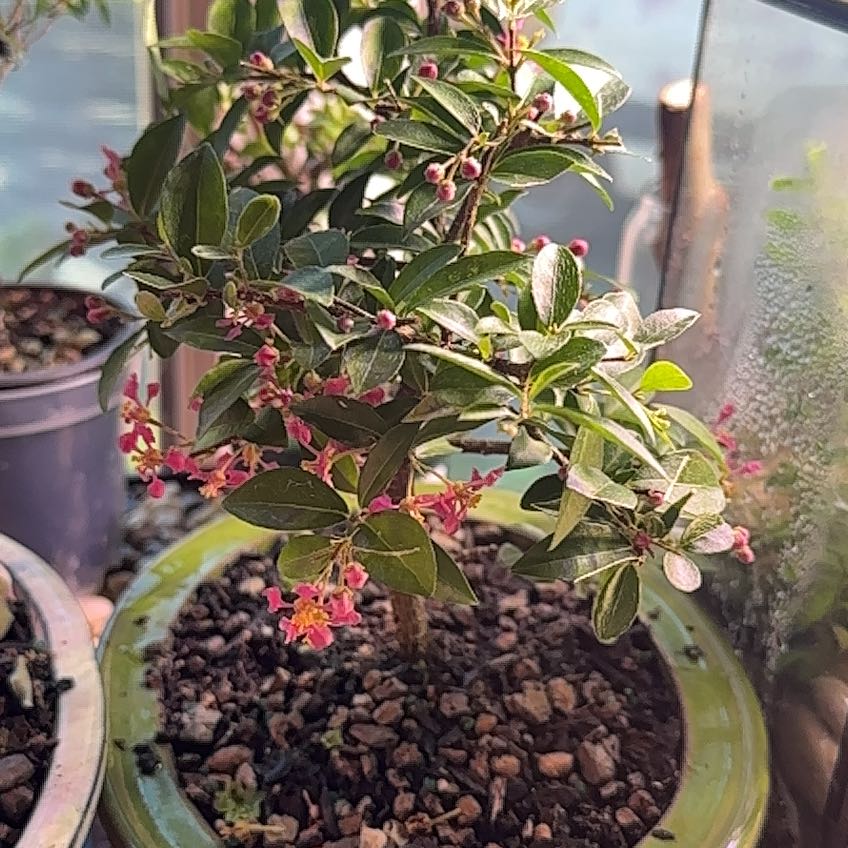 Photo of the plant species Dwarf Weeping Barbados Cherry Tree by @Blueberrypie named Harry on Greg, the plant care app