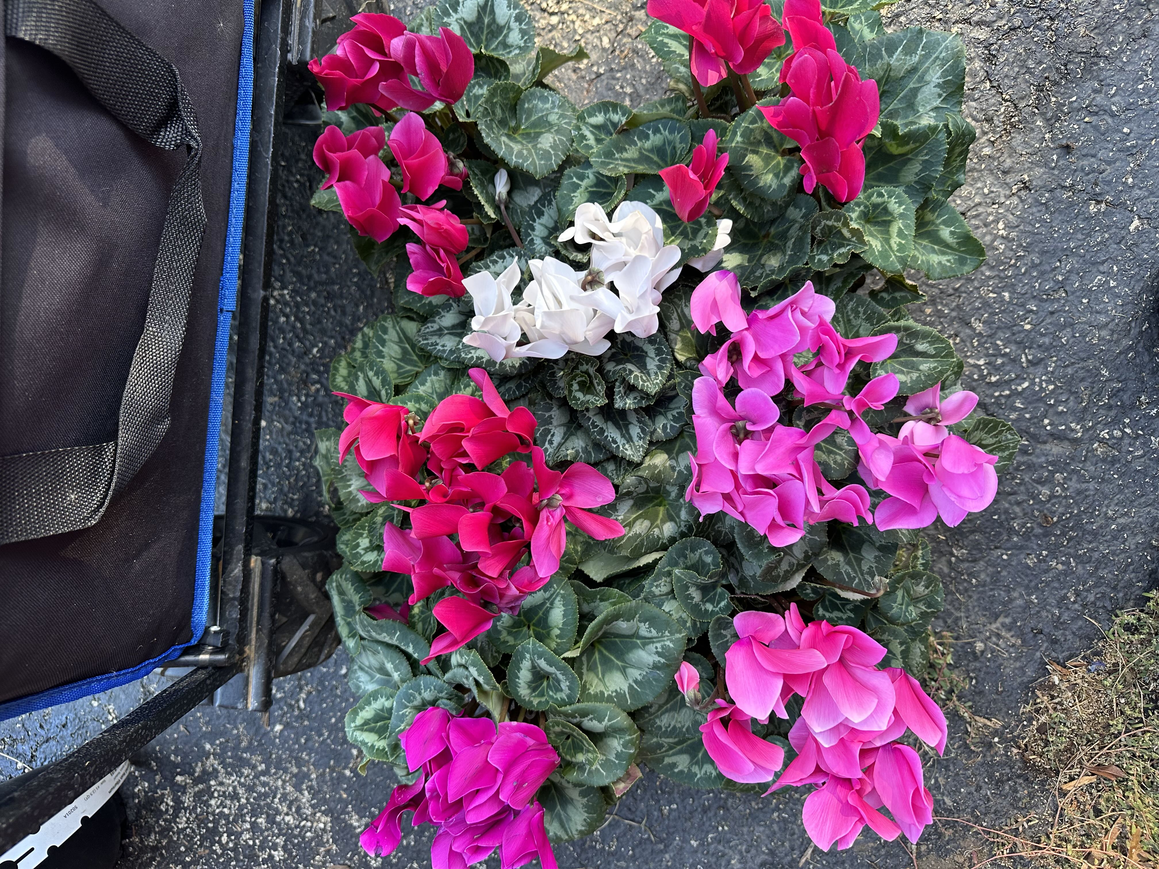 Photo from the post