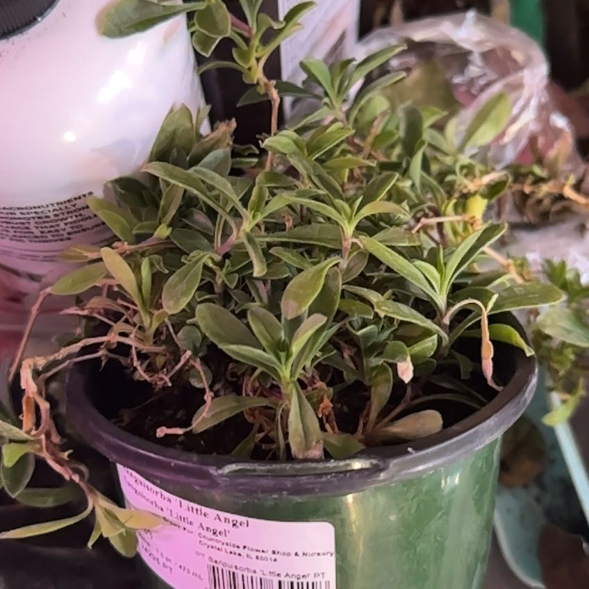 Photo of the plant species Salad Burnet by @Blueberrypie named Gaga on Greg, the plant care app