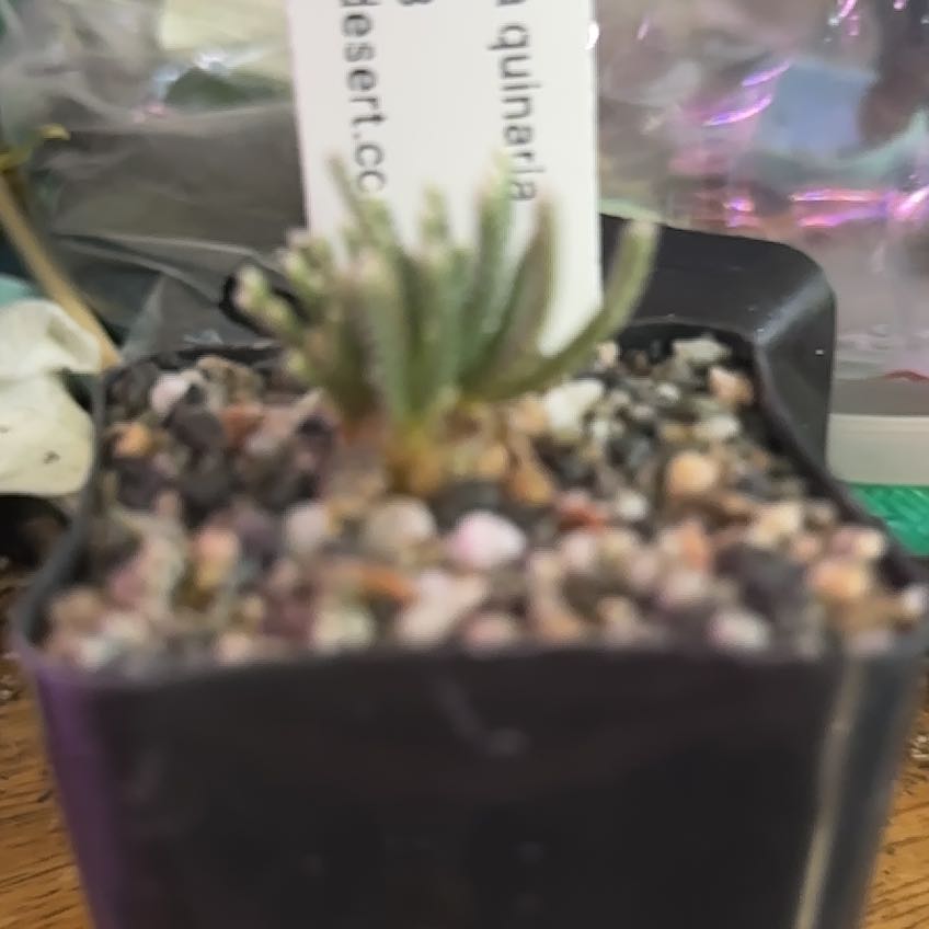 Plant care for Baesecke's Anacampseros on Greg, the plant care app