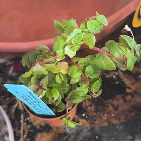 Photo of the plant species Rex Beginia Red Planet by @Blueberrypie named Hemingway on Greg, the plant care app