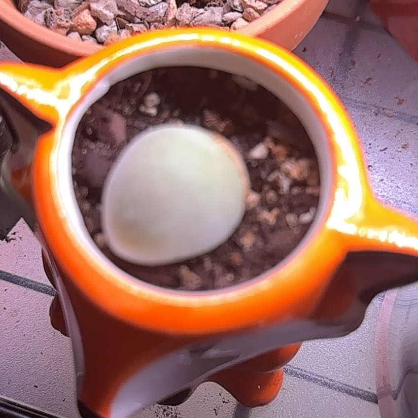 Photo of the plant species Muiria hortenseae by @Blueberrypie named Zeus on Greg, the plant care app