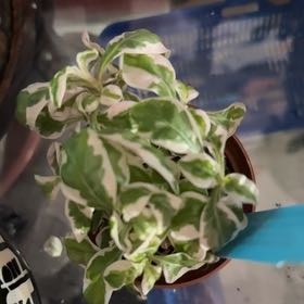 Photo of the plant species Pink Josephs Coat by @Blueberrypie named Sonora on Greg, the plant care app