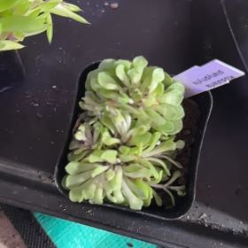 Photo of the plant species Rosularia platyphylla by @Blueberrypie named Sir Plancelot on Greg, the plant care app