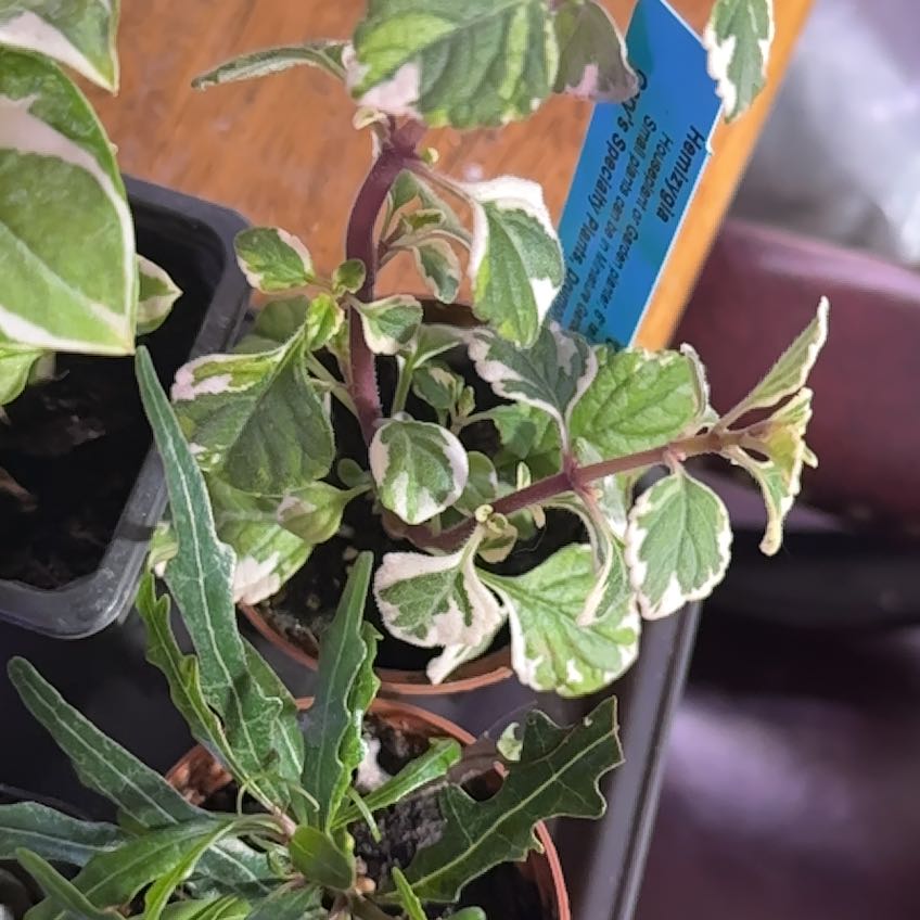 Photo of the plant species Hemizygia candy kisses by @Blueberrypie named Peter Parker on Greg, the plant care app