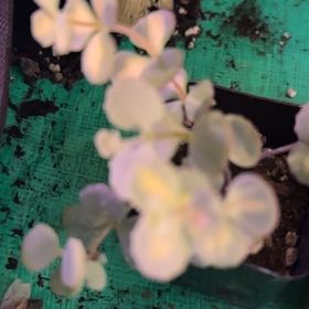Photo of the plant species Variegated Stone Crop by @Blueberrypie named Oscar on Greg, the plant care app