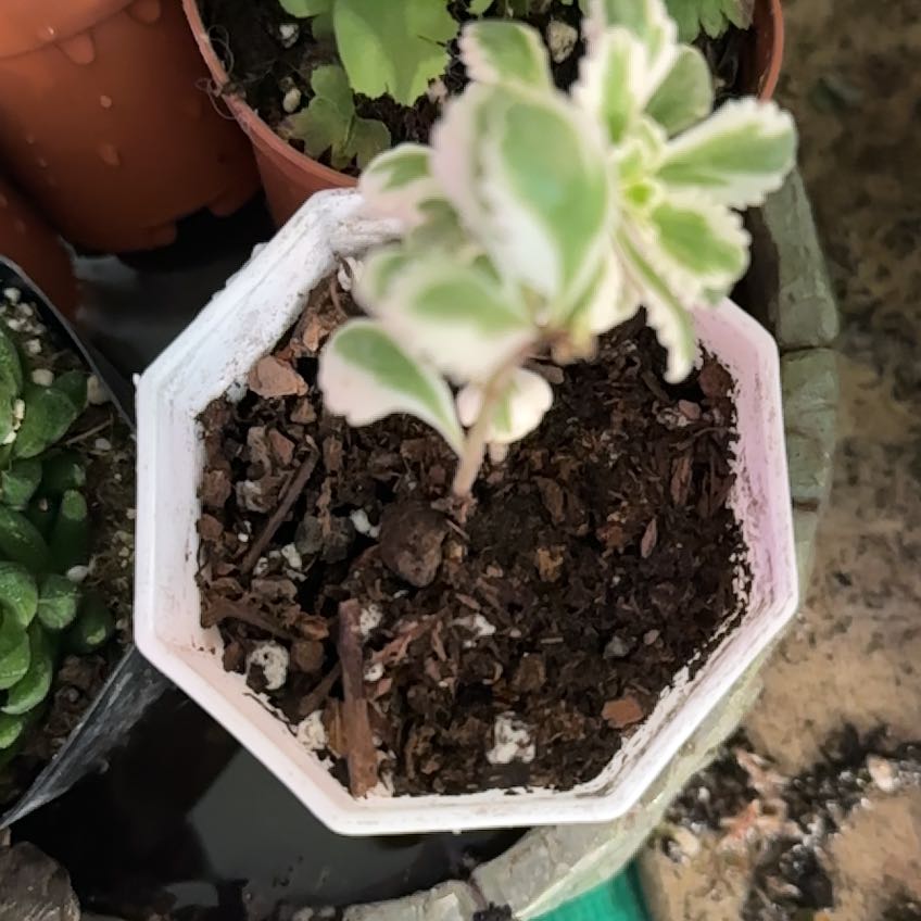 Photo of the plant species Sedum Atlantis Variegated by @Blueberrypie named Pax on Greg, the plant care app