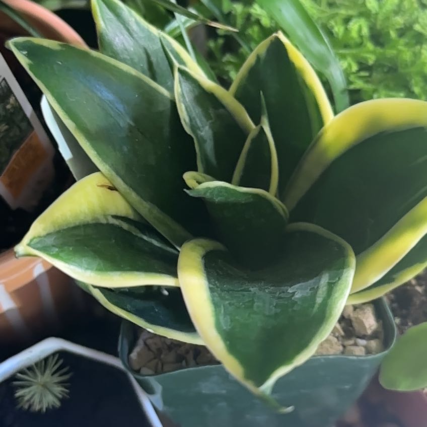 Plant care for Sansaveria on Greg, the plant care app