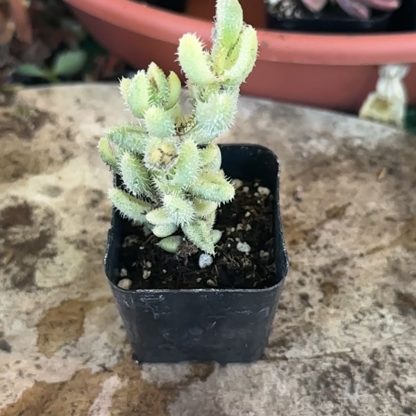 Photo of the plant species Variegated Pickle Plant by @Blueberrypie named Tolkien on Greg, the plant care app