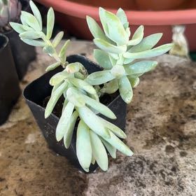 Photo of the plant species Sedeveria ‘Silver Frost’ by @Blueberrypie named Morgan Treeman on Greg, the plant care app