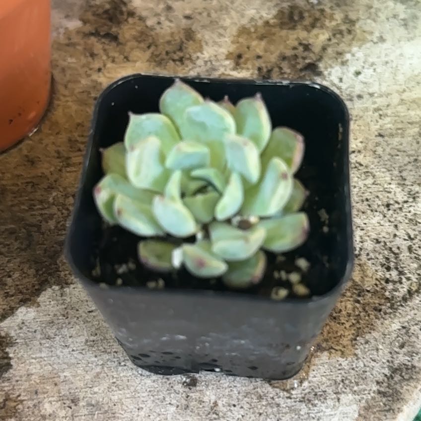 Photo of the plant species Echeveria 'Minibelle' by @Blueberrypie named Apollo on Greg, the plant care app