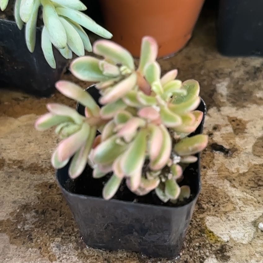 Photo of the plant species Coppertone Variegated Sedum by @Blueberrypie named Captain Plant-it on Greg, the plant care app