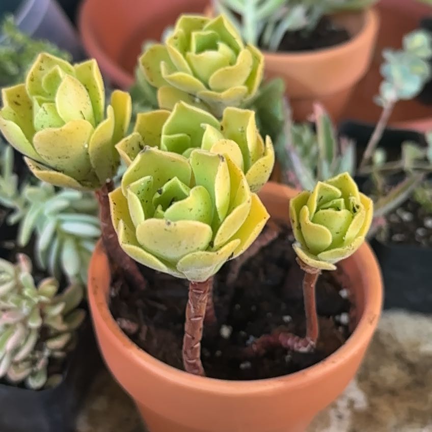 Photo of the plant species Aeonium 'Ballerina' by @Blueberrypie named Dolores on Greg, the plant care app