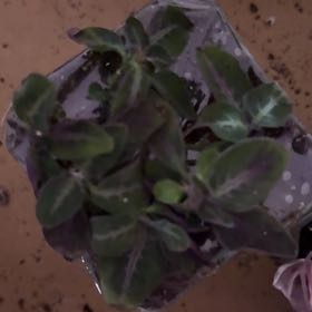 Photo of the plant species Trailing Velvet Plant by @Blueberrypie named Gates on Greg, the plant care app