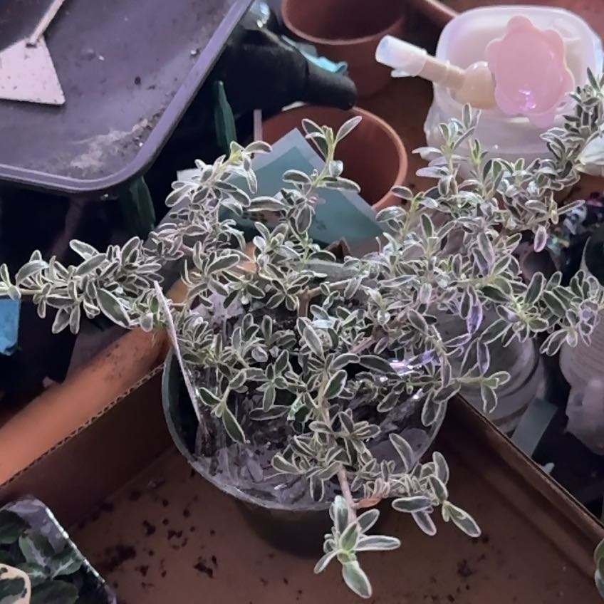 Photo of the plant species Kirk's Coprosma by @Blueberrypie named Harper on Greg, the plant care app