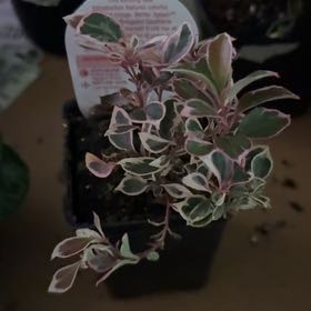 Photo of the plant species Winter Splash Wintergreen by @Blueberrypie named James Dean on Greg, the plant care app