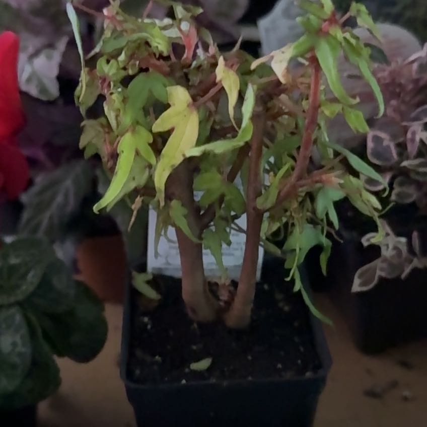 Photo of the plant species maple leaf begonia by @Blueberrypie named Mollie on Greg, the plant care app