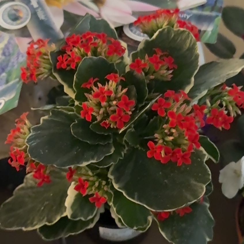 Photo of the plant species Variegated Kalanchoe by @Blueberrypie named Sanders on Greg, the plant care app