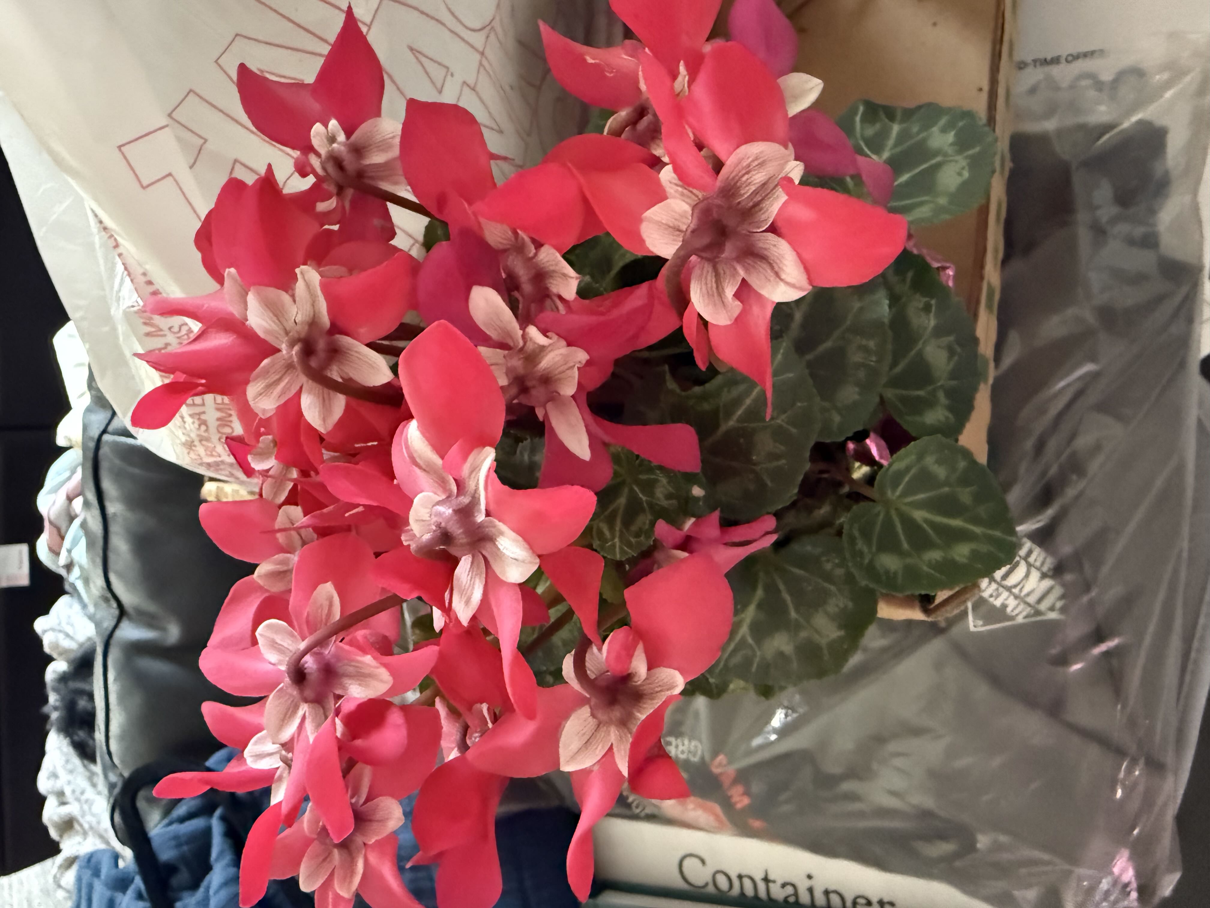 Photo from the post