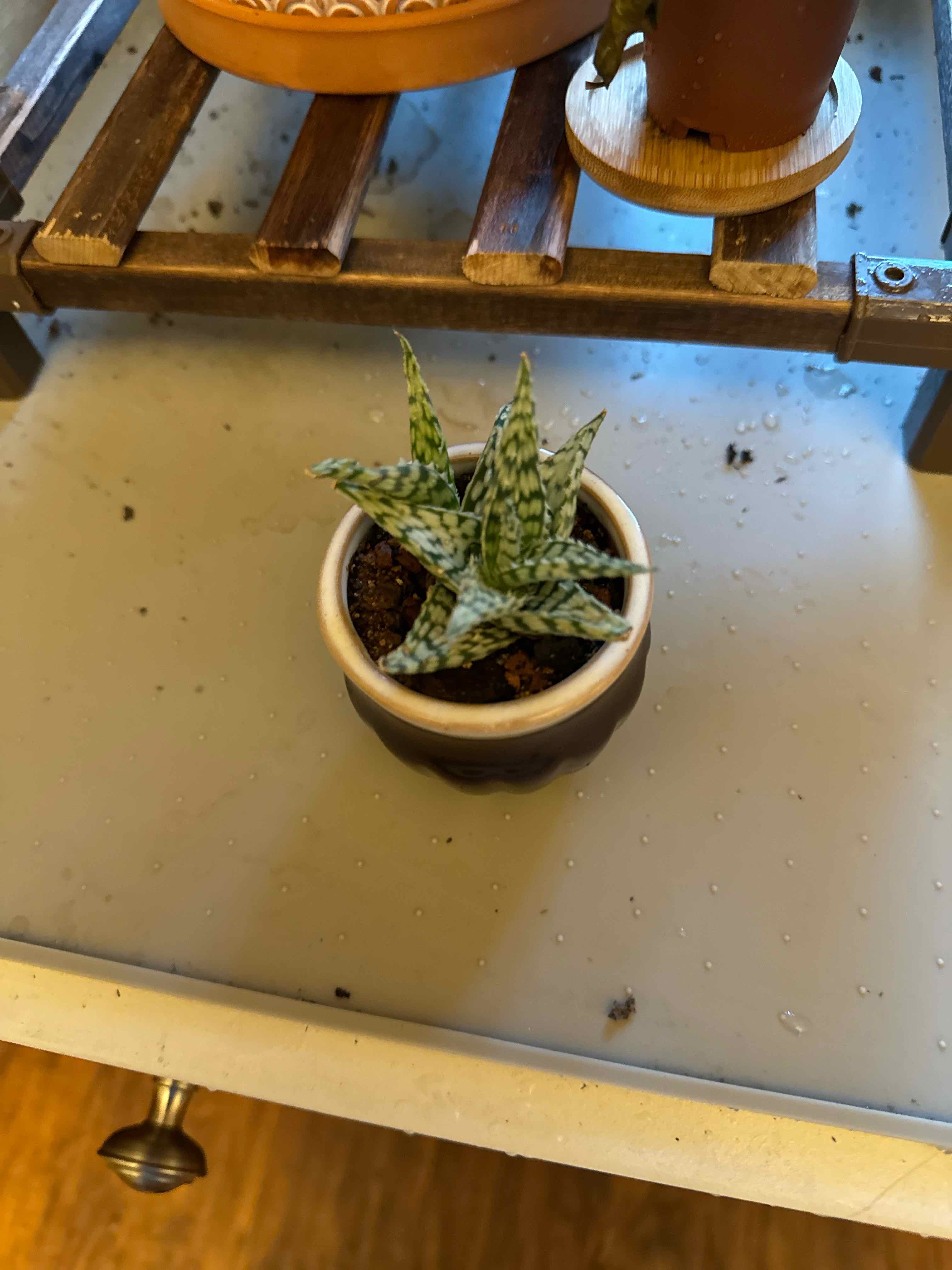 Photo of the plant species Aloe Snowstorm by @jlm006 named SOS on Greg, the plant care app
