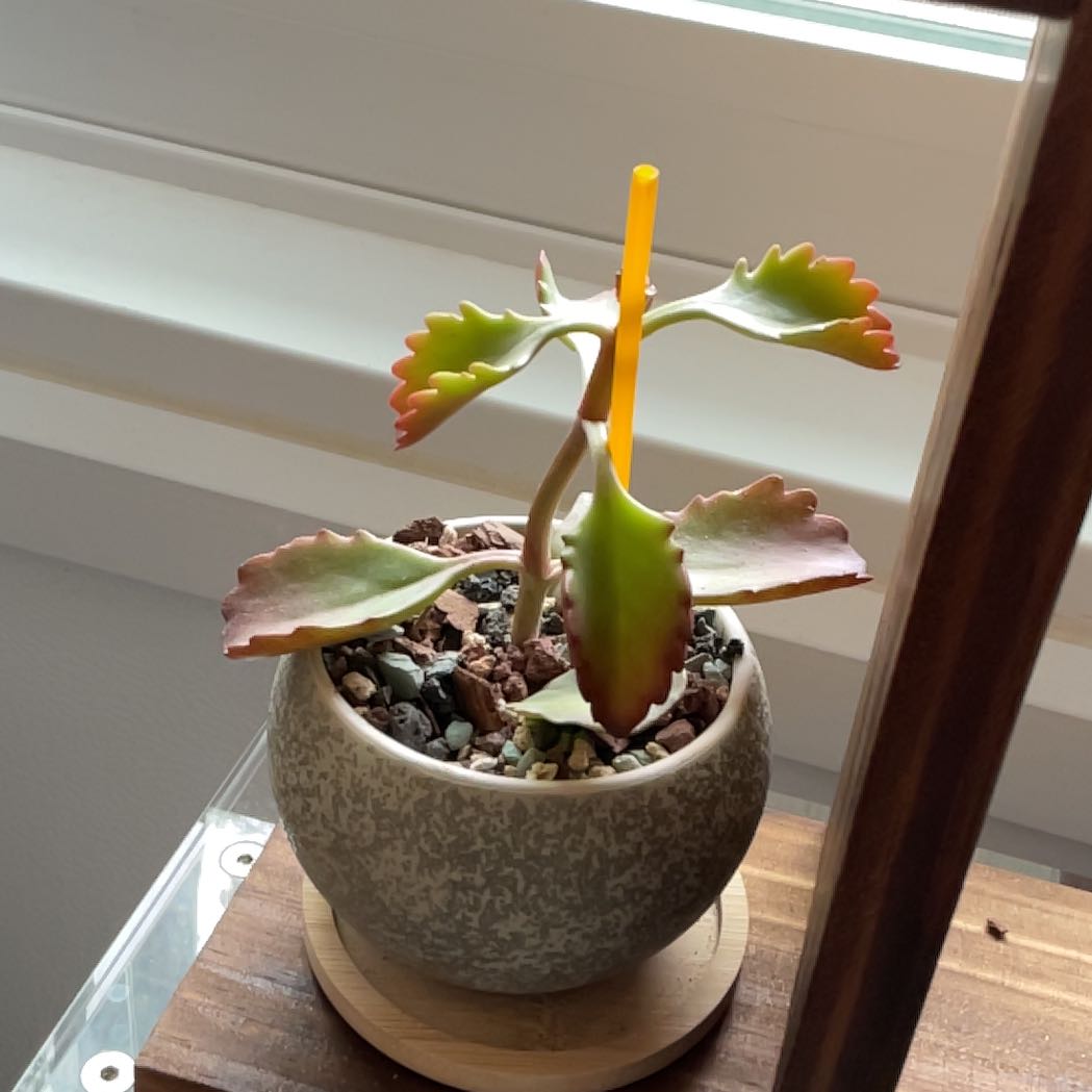 Potted Tugela Cliff-Kalanchoe plant with wavy-edged leaves and red tips near a window.