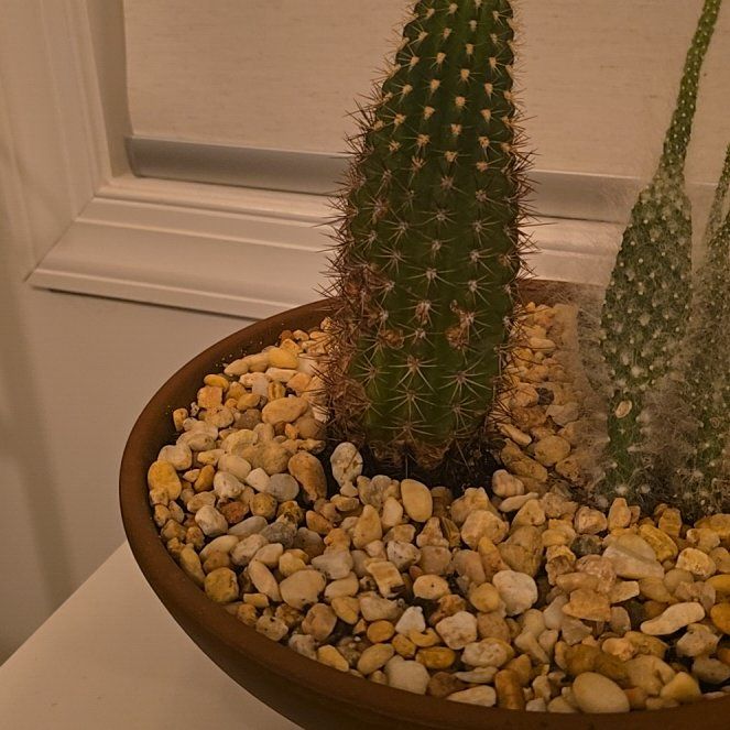 Photo of the plant species Golden Easter Lily Cactus by @7continentspix named Khaleesi on Greg, the plant care app