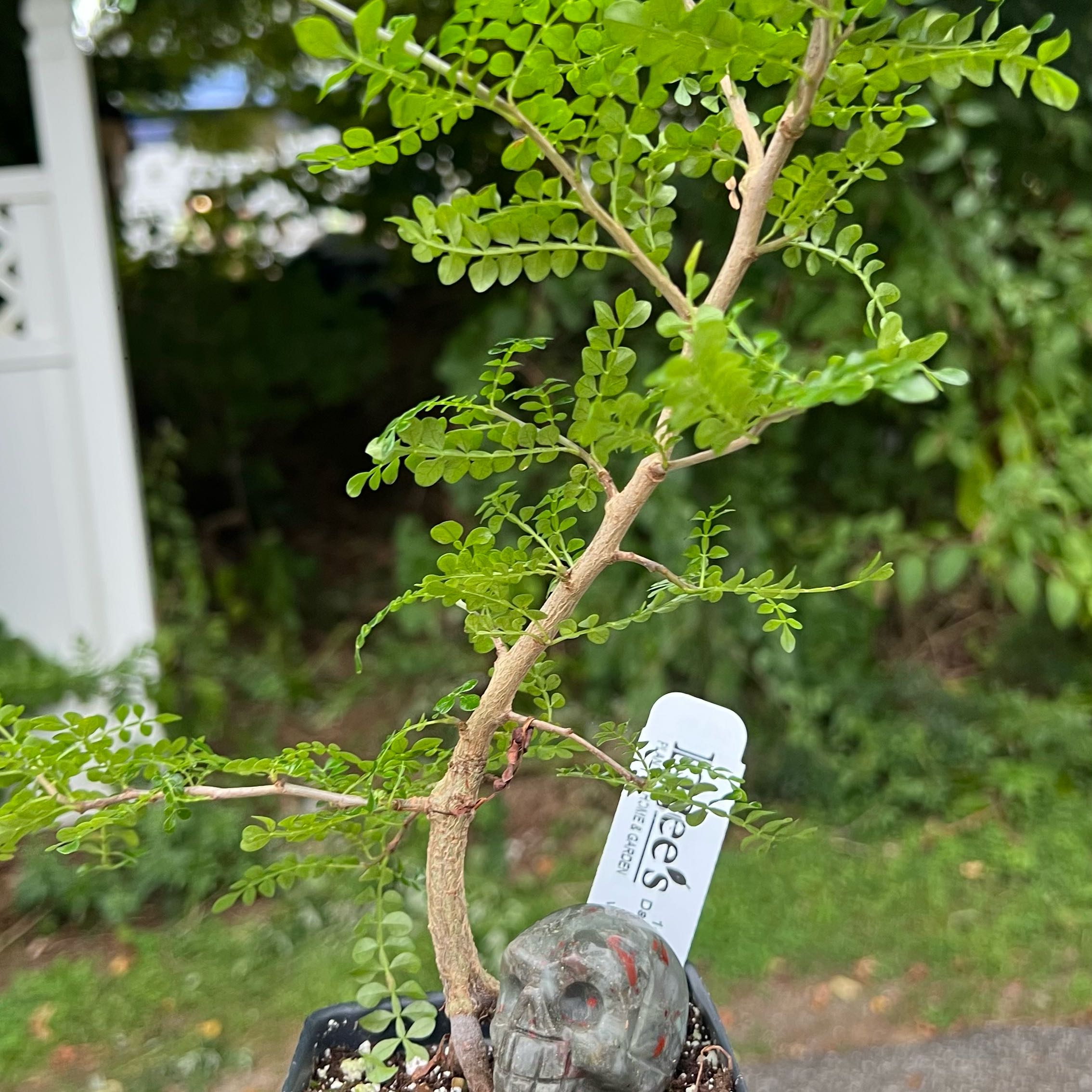 Photo of the plant species Elephant Tree by @ccm named Daphne on Greg, the plant care app