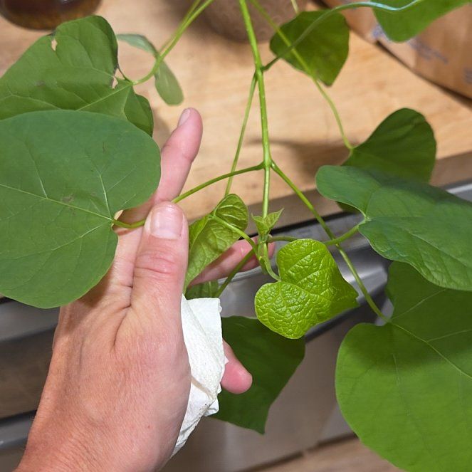 Photo of the plant species Catalpa by @UniqueWychelm named Eva on Greg, the plant care app