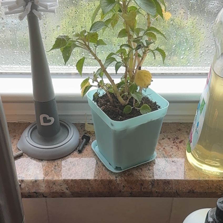 Photo of the plant species Buzzy Lizzy by @Thecruziest named Stella on Greg, the plant care app