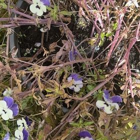 Photo of the plant species Wild Pansy by Amanda named Fernie Mac on Greg, the plant care app