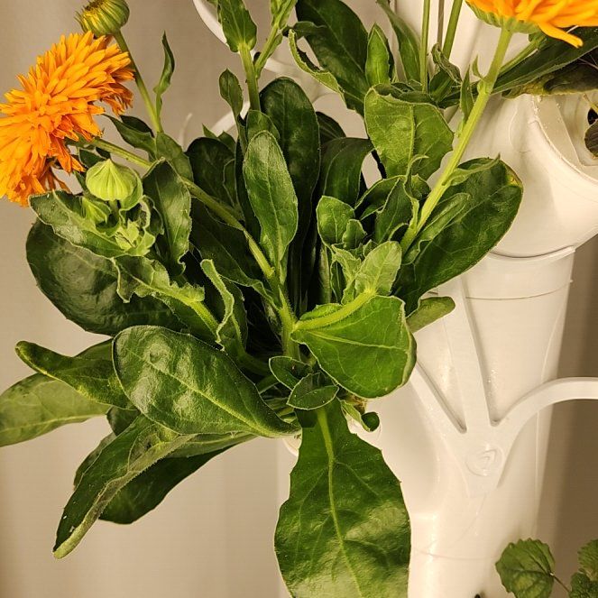 Photo of the plant species Calendula 'Oktoberfest' by @DeftCat named Marley on Greg, the plant care app