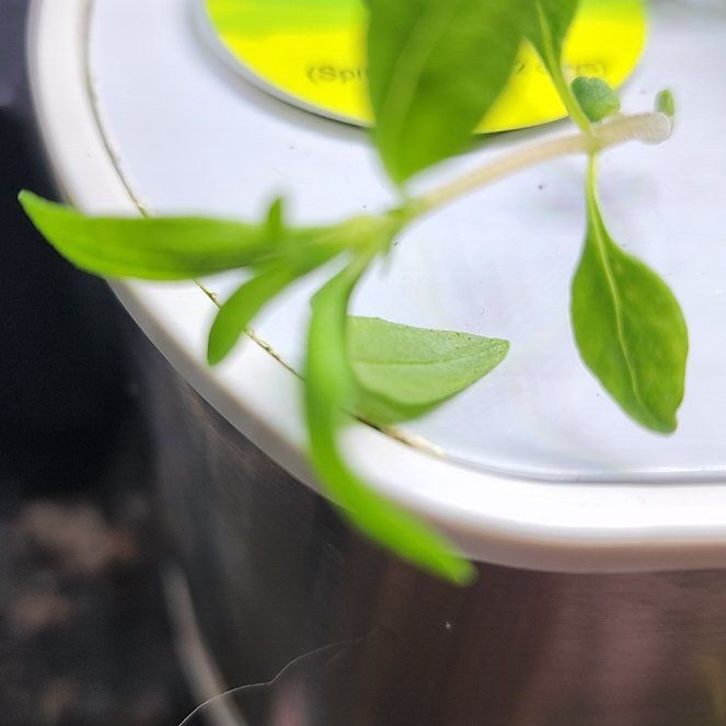 Photo of the plant species Summer savory by @DeftCat named James Dean on Greg, the plant care app