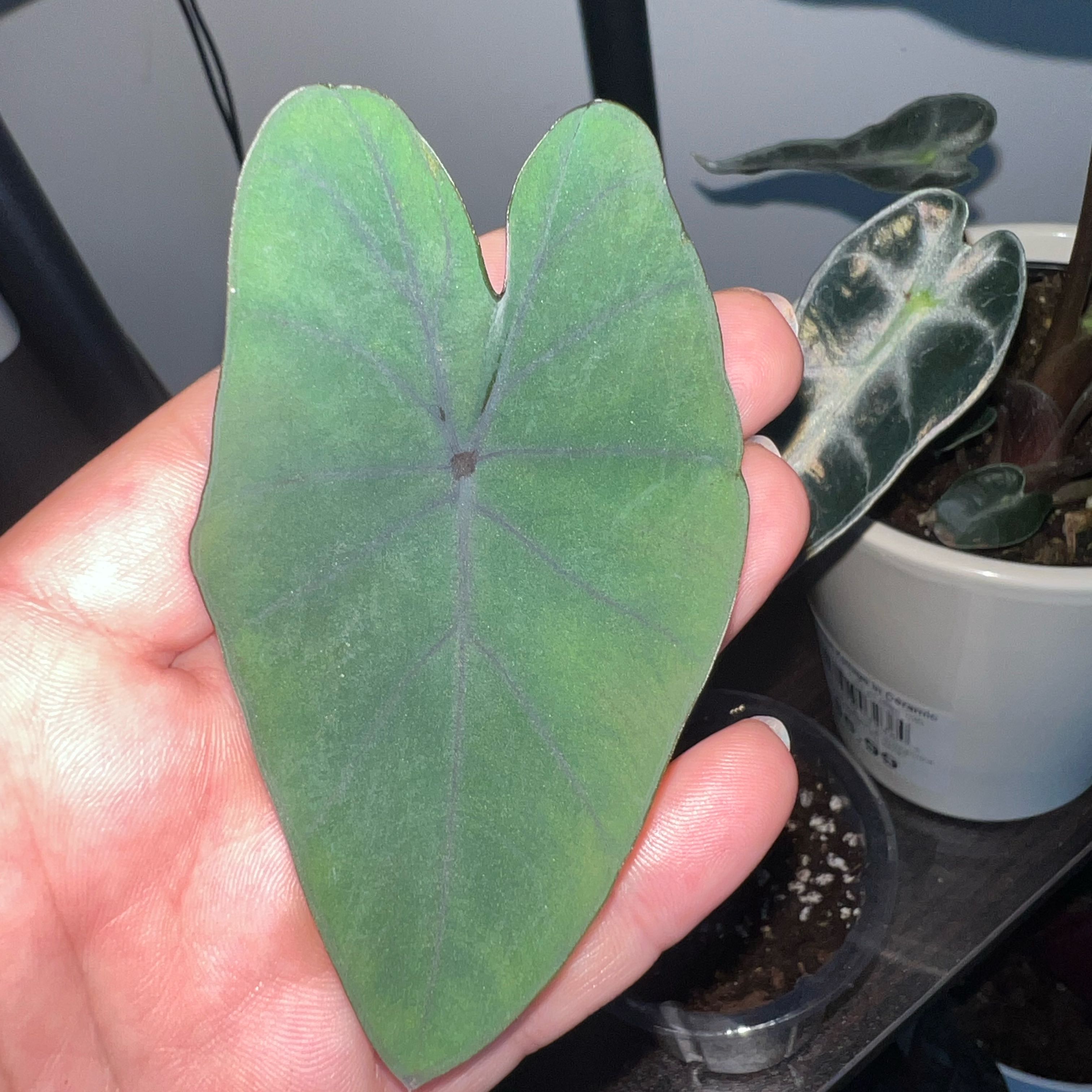 Photo of the plant species Blue Hawaii Elephant Ear by @houseplantlove named Tiffany on Greg, the plant care app