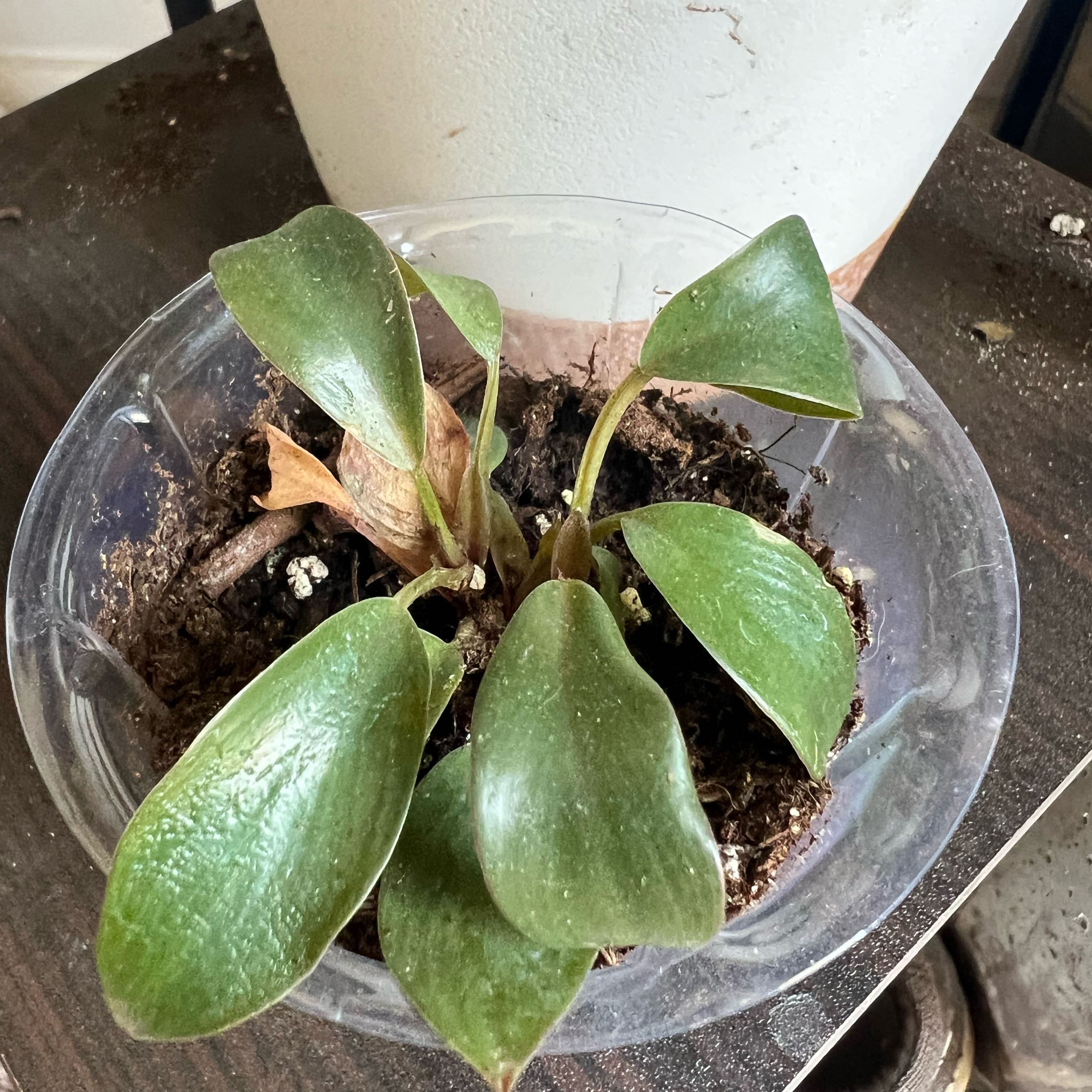 Royal Queen Philodendron plant in a clear plastic pot with some browning leaves.