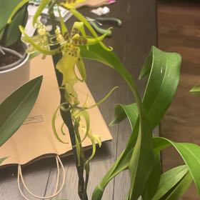 Photo of the plant species Spider orchid by @GroovyKeylime named Keanu Leaves on Greg, the plant care app