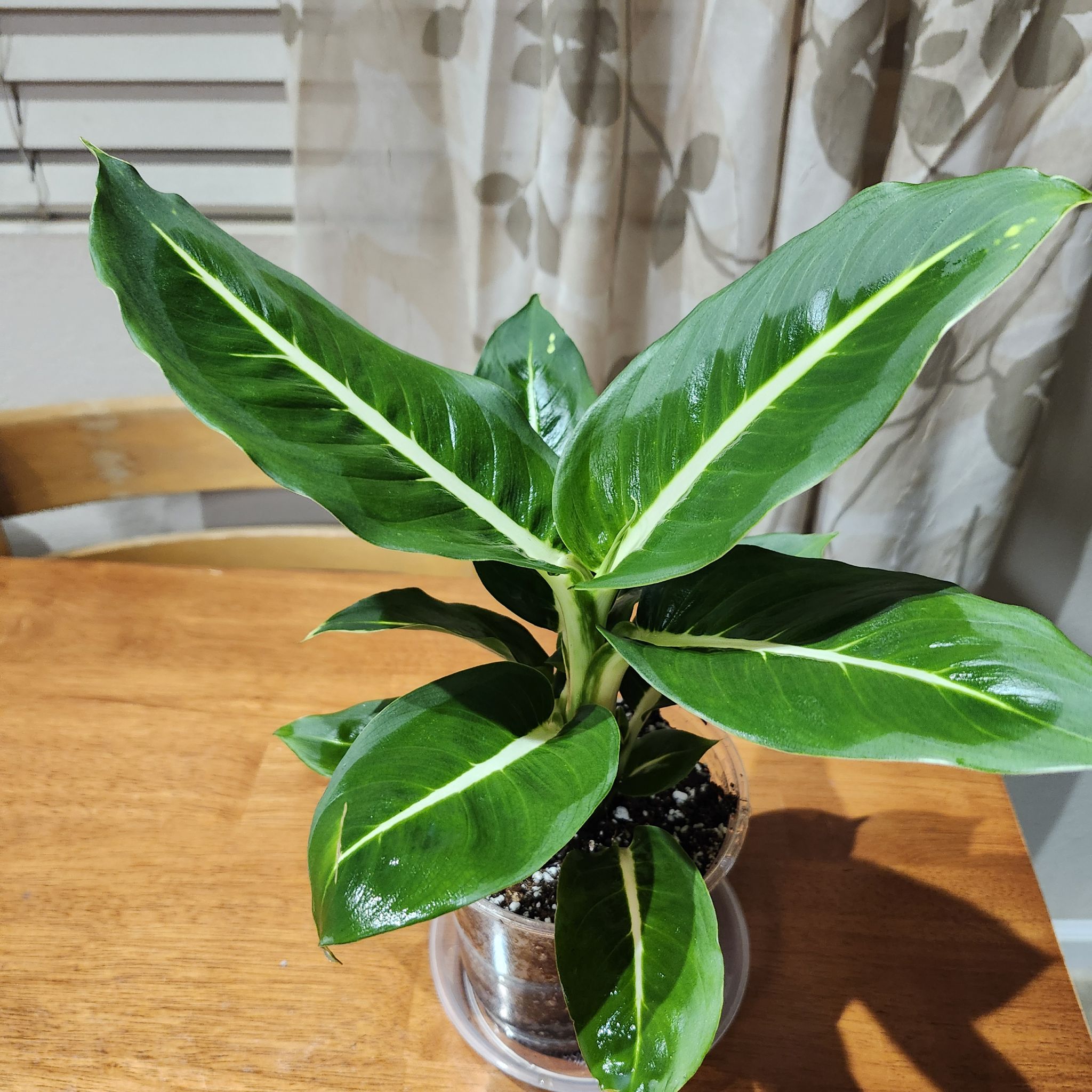 Photo of the plant species Green Magic Dumb Cane by @GoPlantGo named Marco on Greg, the plant care app