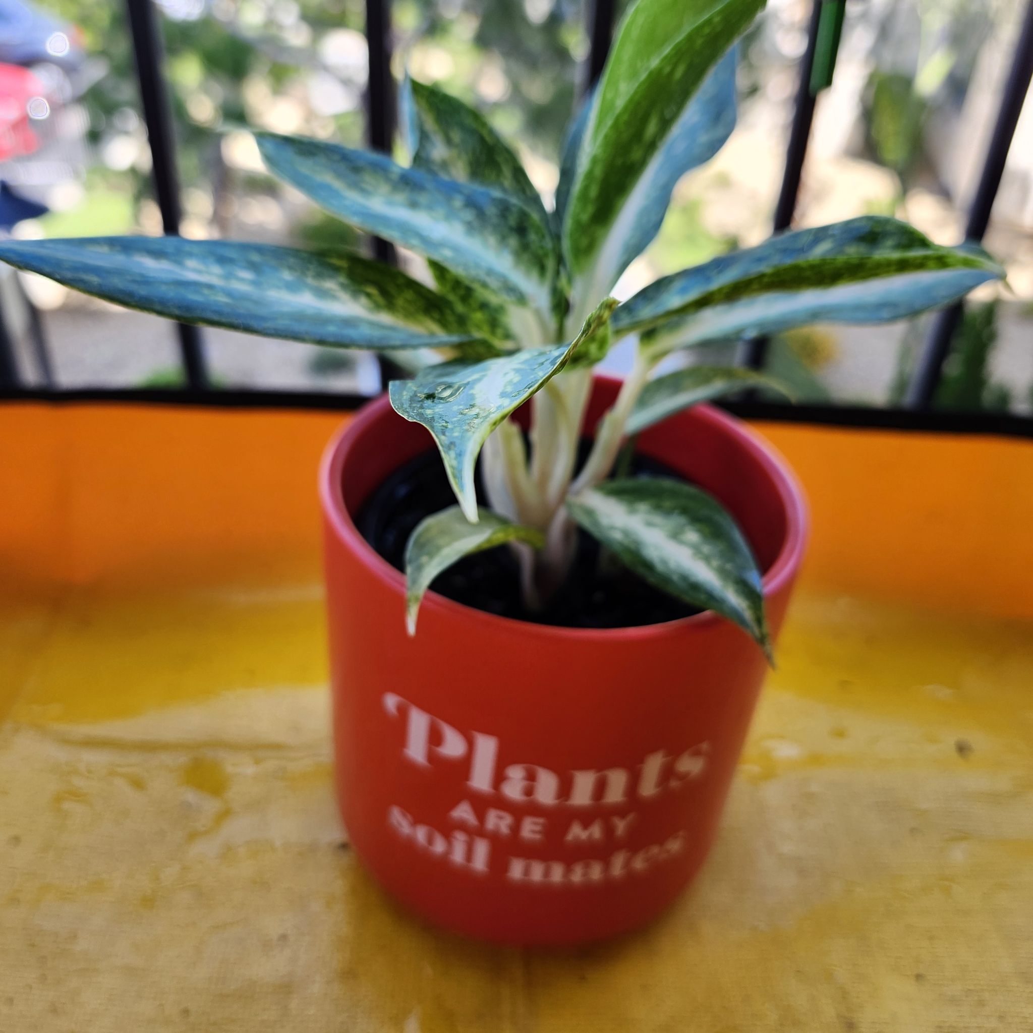 Photo of the plant species White Rain Chinese Evergreen by @GoPlantGo named May on Greg, the plant care app